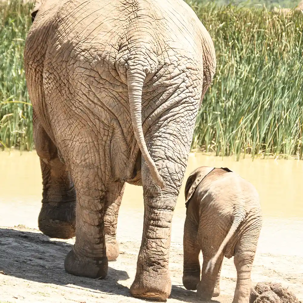 Comfort Collection Luna Safari Africa Elephants